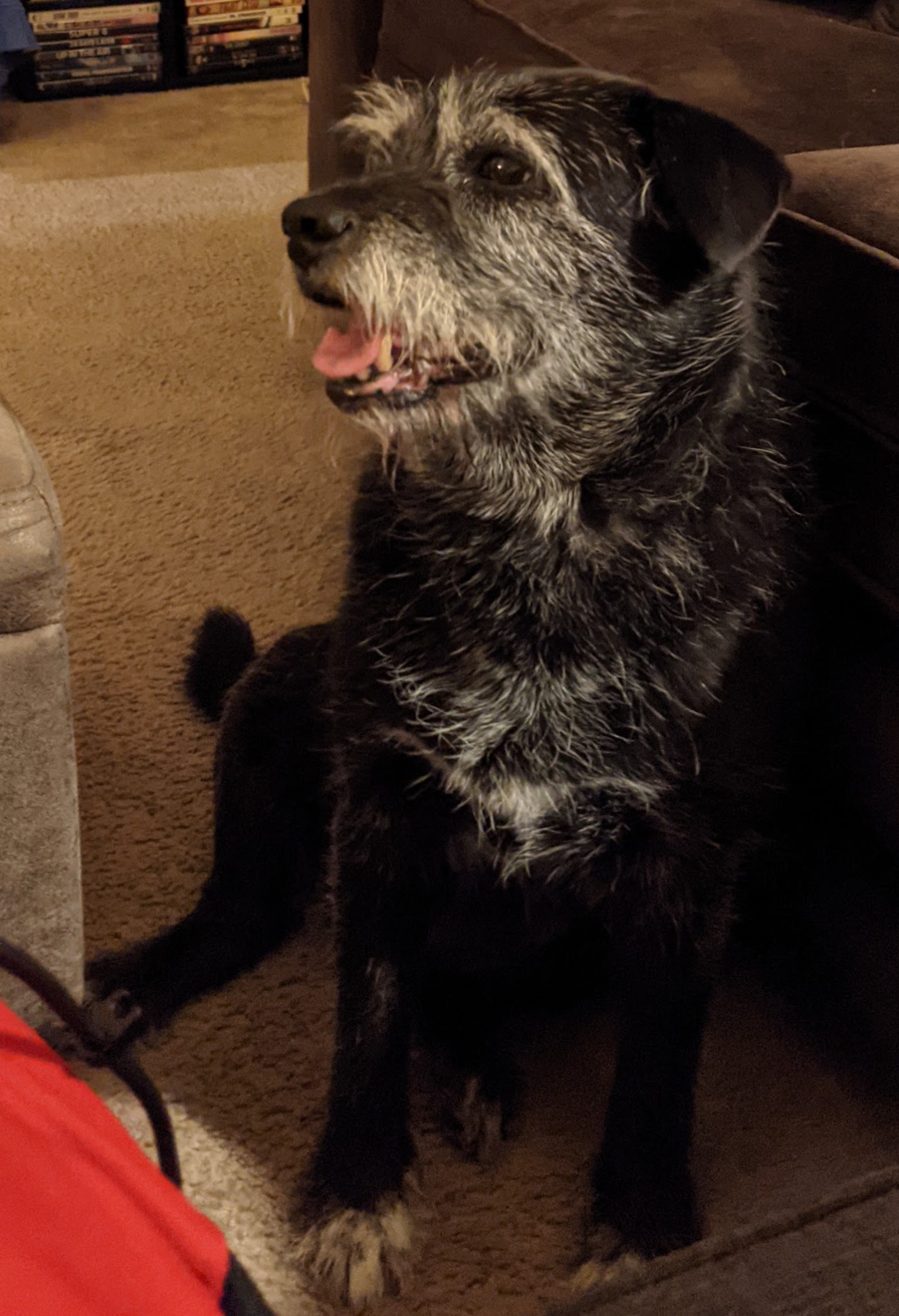 Stella